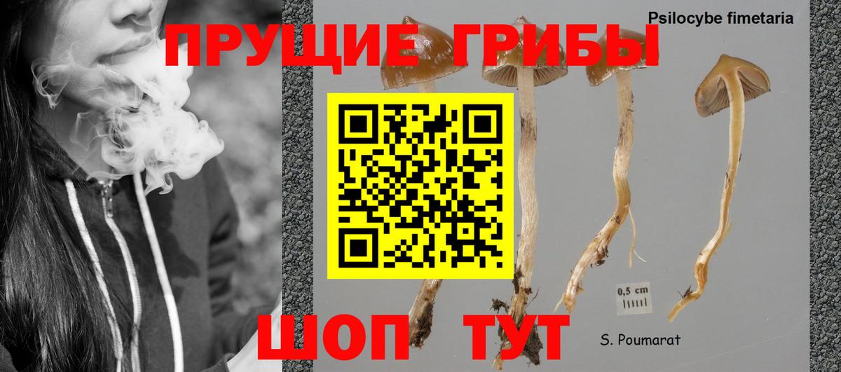 Рузаевка  Галлюциногенные грибы Cubensis  Вход с VPN 